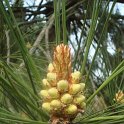 Pinus coulteri fleur